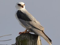 A10A7037White-tailed_Kite