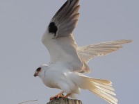 A10A7044White-tailed_Kite