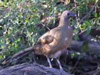 A10A7055Plain_Chachalaca