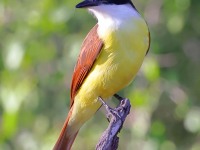 A10A7061Great_Kiskadee