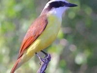 A10A7063Great_Kiskadee