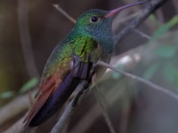 A10A7093Buff-bellied_Hummingbird
