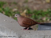 A10A7115Ruddy_Ground-Dove