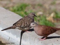 A10A7117Ruddy_Ground-Dove