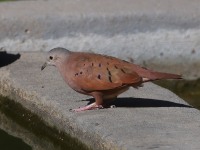 A10A7122Ruddy_Ground-dove