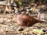 A10A7127Ruddy_Ground-Dove