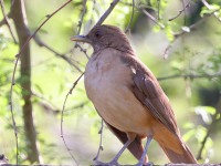 A10A7151Clay-colored_Thrush