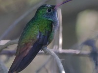 A10A7158Buff-bellied_Hummingbird