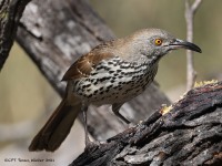 A10A7181Long-billed_Thrasher