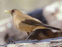 A10A7190Clay-colored_Thrush