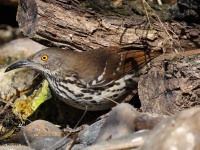 A10A7212Long-billed_Thrasher