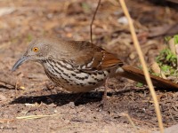 A10A7230Long-billed_Thrasher