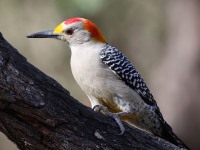 A10A7241Golden-fronted_Woodpecker