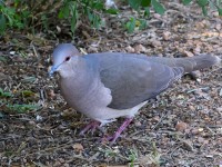 A10A7249White-tipped_Dove