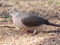 A10A7264White-tipped_Dove