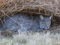 A10A7366Texas_Bobcat