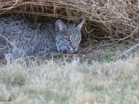 A10A7369Texas_Bobcat