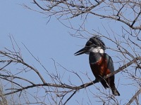 A10A7381Ringed_Kingfisher