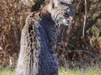 A10A7388Texas_Bobcat