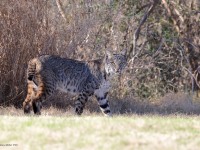 A10A7394Texas_Bobcat