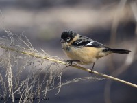 A10A7425Morelets_Seedeater