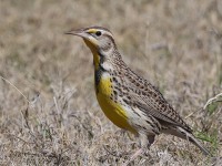 A10A7558Meadowlark