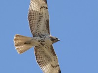 A10A7566Red-tailed_Hawk