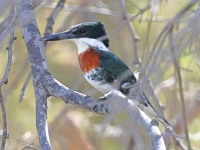 A10A7607Green_Kingfisher