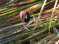 A10A7666Northern_Jacana