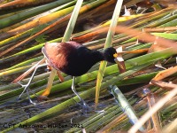 A10A7668Northern_Jacana