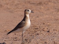 A10A7681Mountain_Plover