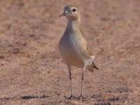 A10A7683Mountain_Plover