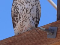 A10A7698Prairie_Falcon