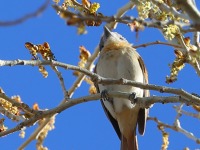 A10A7718Rose-throated_Becard