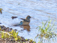 A10A7743Lazuli_Bunting