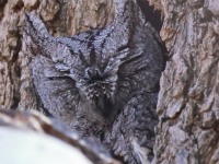 A10A7750Western_Screech_Owl