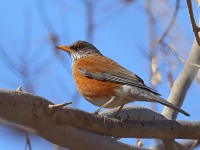 A10A7778Rufous-backed_Robin