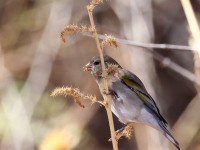 A10A7804Lawrences_Goldfinch
