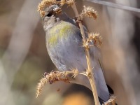 A10A7813Lawrences_Goldfinch