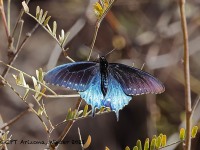 A10A7819Pipevine_Swallowtail