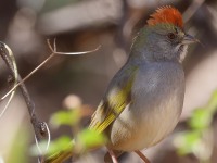 A10A7834Green-tailed_Towhee