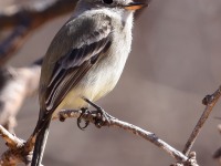 A10A7862Gray_Flycatcher