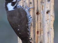 A10A7865Arizona_Woodpecker