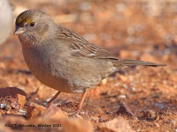 A10A7922Golden-crowned_Sparrow