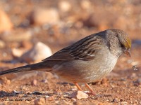 A10A7926Golden-crowned_Sparrow