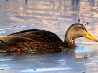 A10A7944Mexican_Duck