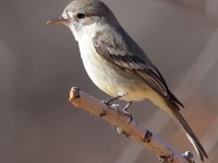 A10A7957Gray_Flycatcher