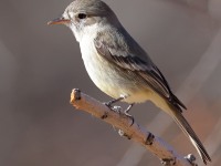 A10A7957Gray_Flycatcher