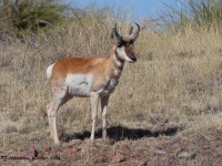 A10A7965Pronghorn