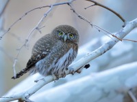 A10A7993Pygmy_Owl